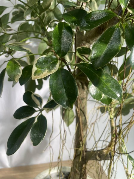 画像5: ホンコン(斑入り) (5)