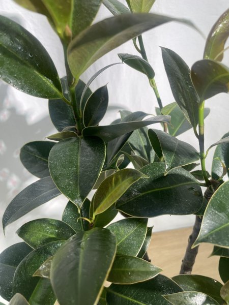 画像6: フィカス (6)