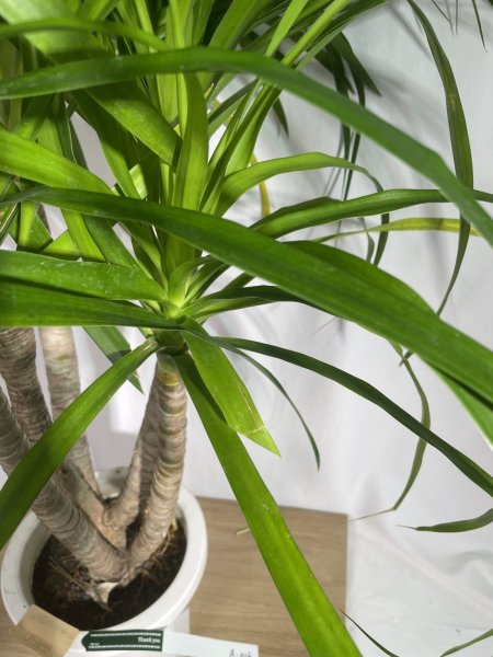 画像4: カンボジアーナ (4)