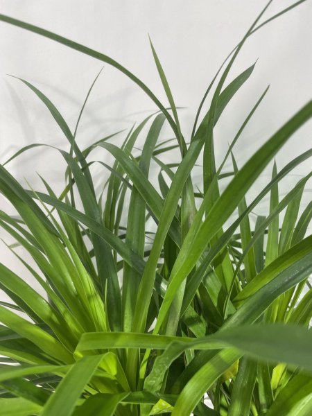 画像5: カンボジアーナ (5)