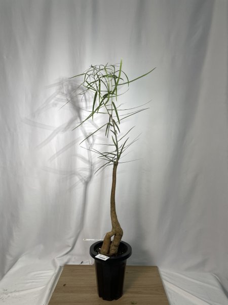 画像2: ボトルツリー (2)