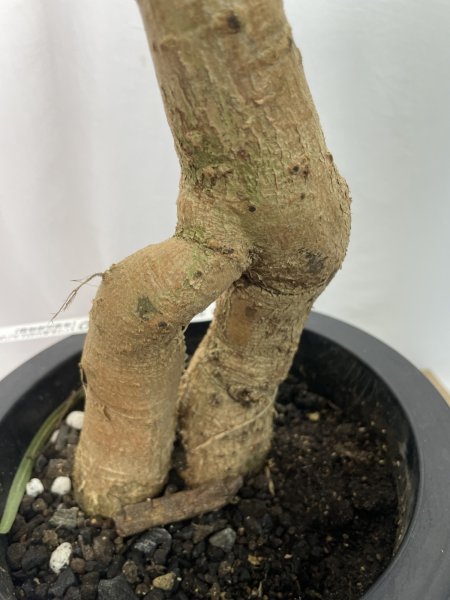 画像6: ボトルツリー (6)