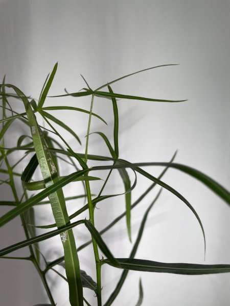 画像5: ボトルツリー (5)