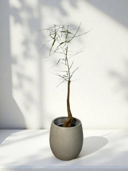 画像1: ボトルツリー (1)